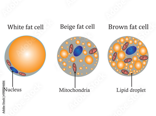 adipose tissue Diagram isolated on white background. Types of Lipocytes: white, brown and beige fat cell.