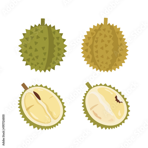 Whole and open durian fruit vector illustration showing yellow flesh and thorns.
