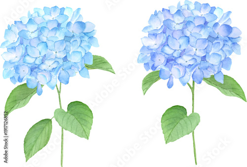 水彩で描いたアジサイ