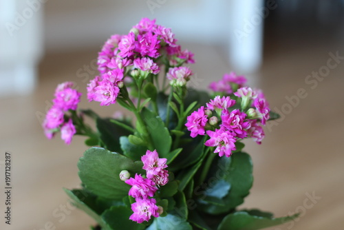 spring flowers