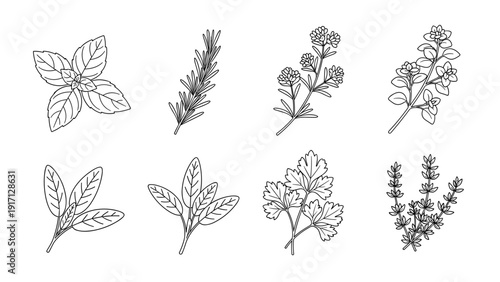 Set of various herb and plant line drawings