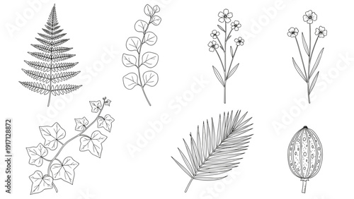 Collection of various botanical illustrations featuring leaves and flowers