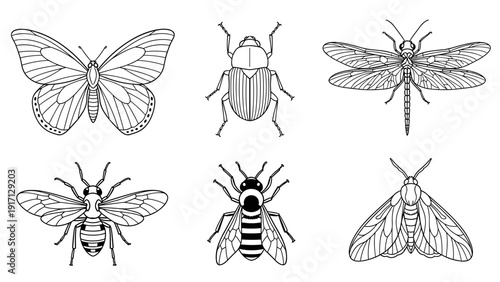 Black and white line drawings of various insects