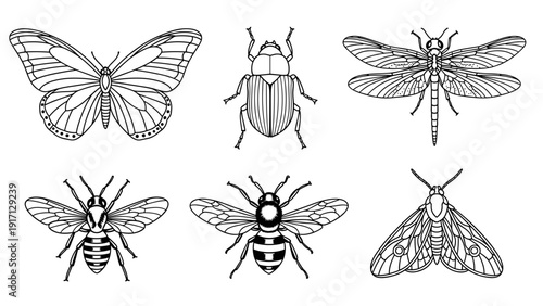 Black and white illustration of various insects including butterfly beetle moths and bees