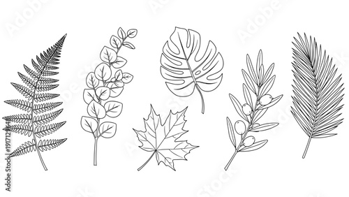 Collection of various leaf types in a line drawing style