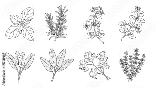 Collection of various leafy herbs and plants in a line drawing style