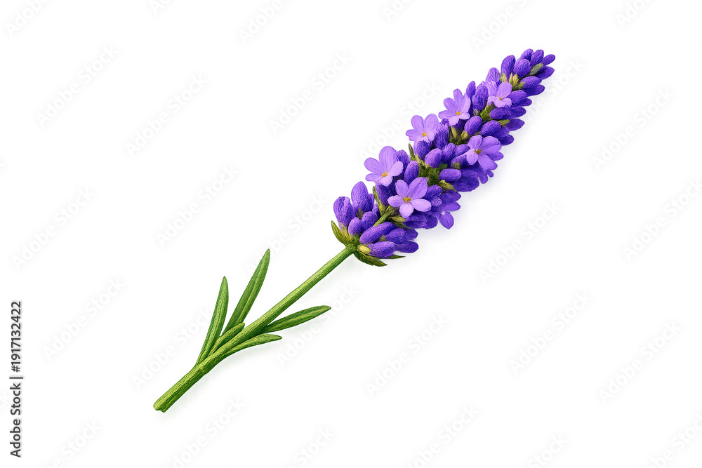 Naklejka premium Lavender sprig showcasing purple blossoms, a aromatic herb for aromatherapy, cosmetics, and natural health products, transparent background