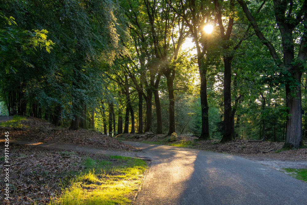 Fototapeta premium Landscape with sunset on the Veluwe
