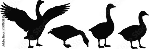 Goose silhouette vector set, domestic farm poultry birds with flying, grazing and standing poses isolated on white background