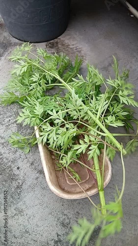 Fresh Cosmos Leaves in Pot