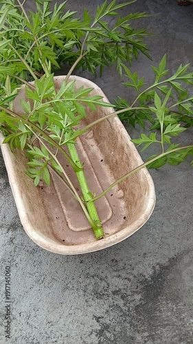 Fresh Cosmos Leaves in Pot