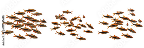School of Cherry Barb Swimming on White Background, Puntius Titteus, Cyprinidae Family, Tropical Freshwater Aquarium Fish, Cherry Barb Shoal, Colorful Aquarium Fish Photography