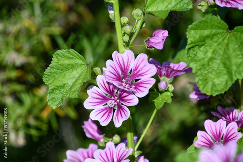 Tablou pe pânză ウスベニアオイ　Common mallow