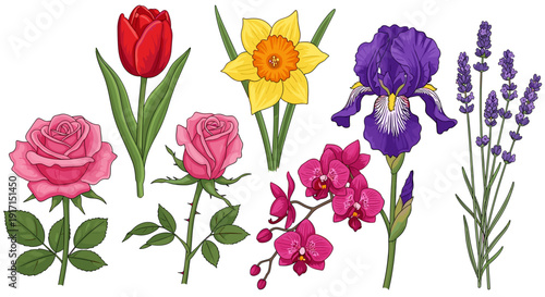 Colorful illustration of various flowers including tulip, rose, daffodil, iris, and lavender