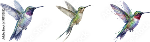 watercolor set of hummingbirds