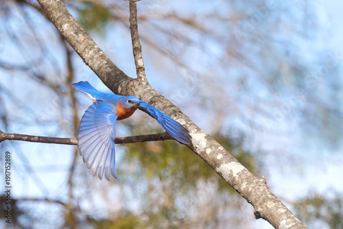 Eastern bluebird inflight against blurry woody winter background. 