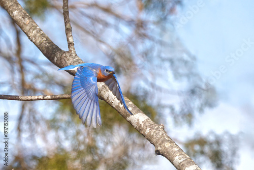 Eastern bluebird inflight against blurry woody winter background. 