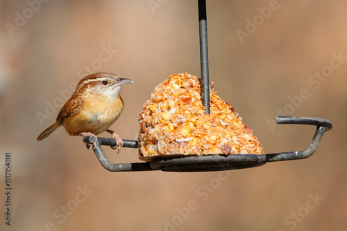 Carolina wren eating red hot suet from suet feeder against blurry background. 