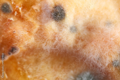 Growth of mold and fungus on scones surface