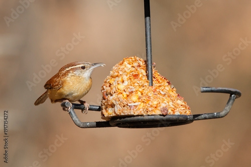Foto Carolina wren eating red hot suet from suet feeder against blurry background