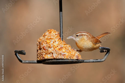 Carolina wren eating red hot suet from suet feeder against blurry background. 