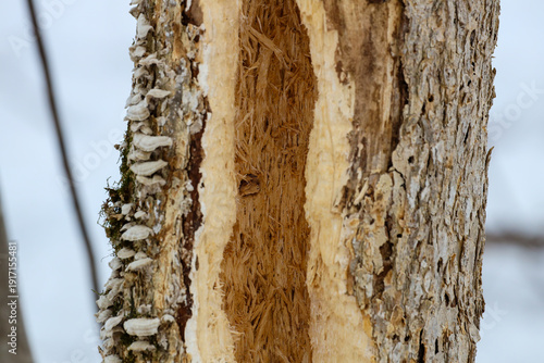 Φωτογραφία Close up of a dead elm tree trunk excavated to its hollow center by a pileated woodpecker (Dryocopus pileatus) during winter in Wisconsin
