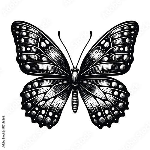 Detailed Insect Graphic