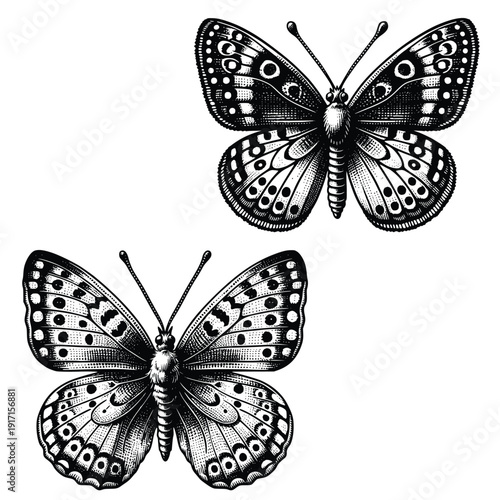 Black and White Insect Vector