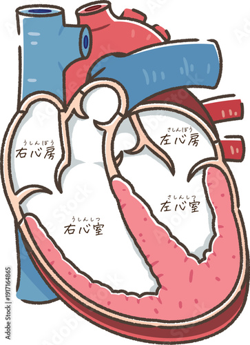 心臓の断面のイラスト Cross section of the heart
