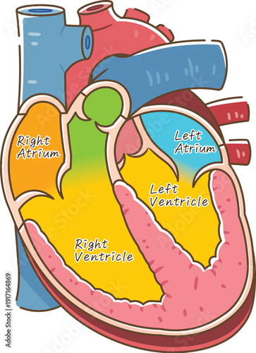 心臓の断面のイラスト Cross section of the heart