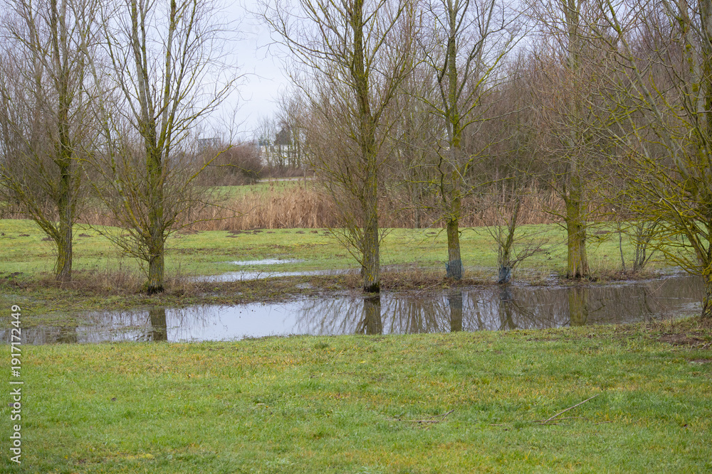 Fototapeta premium Flooded field with bare trees reflecting in standing water