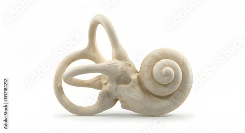 Photorealistic human inner ear cochlea anatomy isolated on white background. Healthy vestibular system model for medical education.