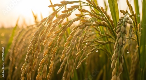 Golden Ripe Rice Paddies Under the Warm Morning Sunlight, Agricultural Field Ready for Harvest