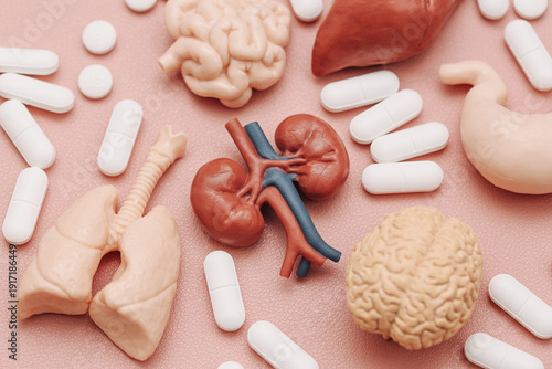 Human organs medical anatomy concept with pills. Brain lungs kidneys heart and stomach models. Internal health care. Disease prevention and organ therapy. Healthcare education background.
