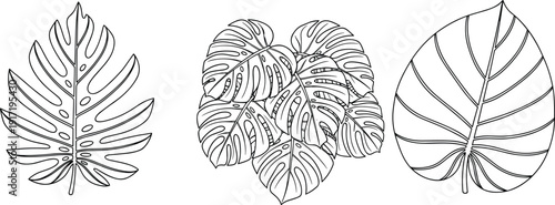 Monstera Deliciosa Leaf Vector Line Art Set with Tropical Foliage Elements for Minimalist Botanical Design and Exotic Jungle Pattern Illustrations