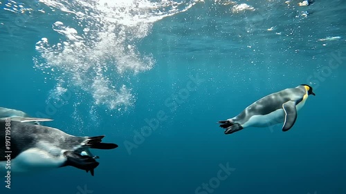 Underwater footage of king penguins swimming gracefully in the clear blue ocean.
