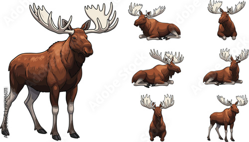 Realistic Moose Wildlife Set Standing and Resting Majestic Forest Animal Vector Illustration Collection