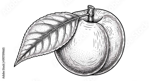 Vintage Peach Illustration with Leaf, Hand Drawn Sketch Style