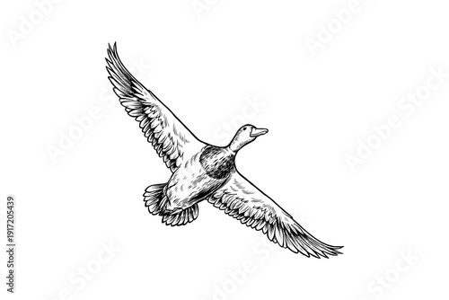 lineart illustration of a mallard duck in flight