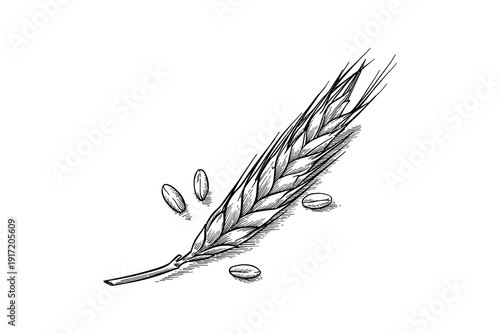 Lineal Hand-Drawn Wheat Ear and Grains Illustration