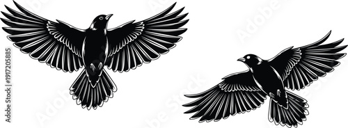 Detailed black and white vector illustration of two crows flying with spread wings in a hand drawn vintage woodcut style isolated on white background