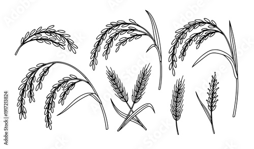 Doodle Rice Ears Cereal Grain Hand Drawn Vector Sketch Collection