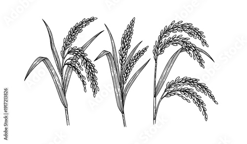 Vintage Engraved Rice Ears and Cereal Grain Vector Illustration Set