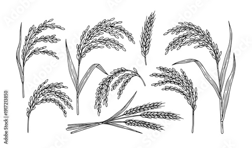Hand Drawn Rice Ears and Cereal Sketch Vector Set Botanical Grain Illustration