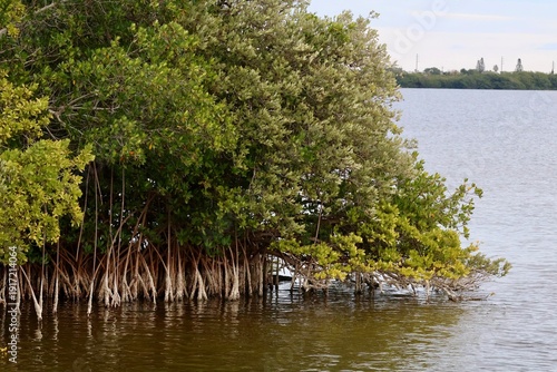 Mangroves by the water in Florida