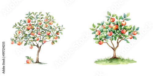 apple tree watercolor vector illustration