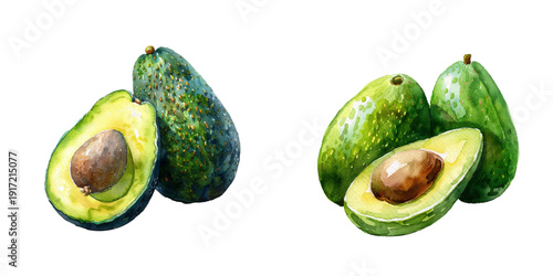 avocado watercolor vector illustration