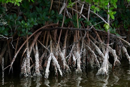 Mangroves covered in barnacles in the water in Florida
