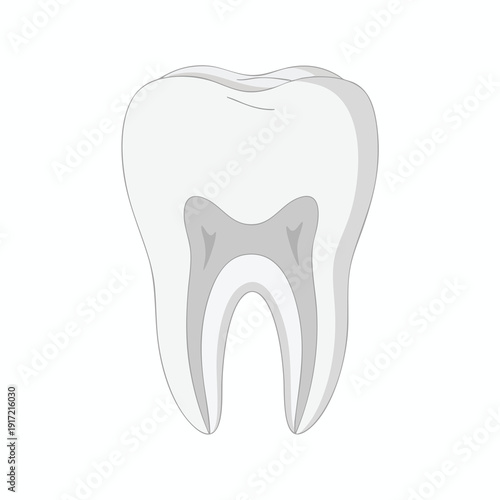 Illustration of a Human Tooth