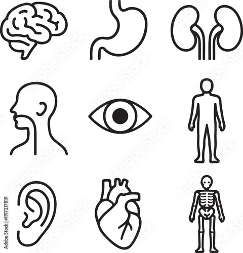 Illustrations of various human organs and body parts isolated on white background, illustration